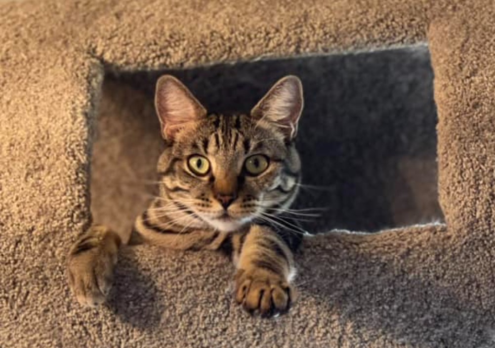 Adult Cats